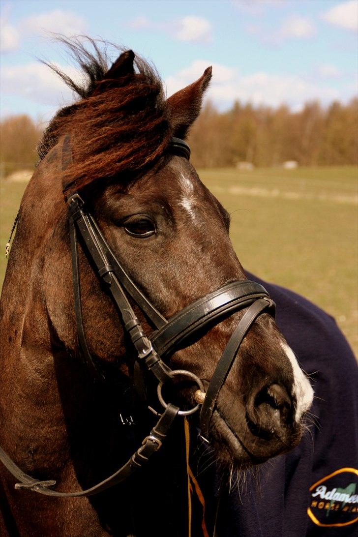 Hollandsk Sportspony - Lady Black  - Efter spring stævne i april 2008 | © www.arnora.dk billede 7