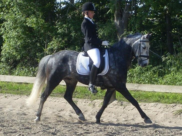 Anden særlig race Pegasus (SOLGT) billede 9