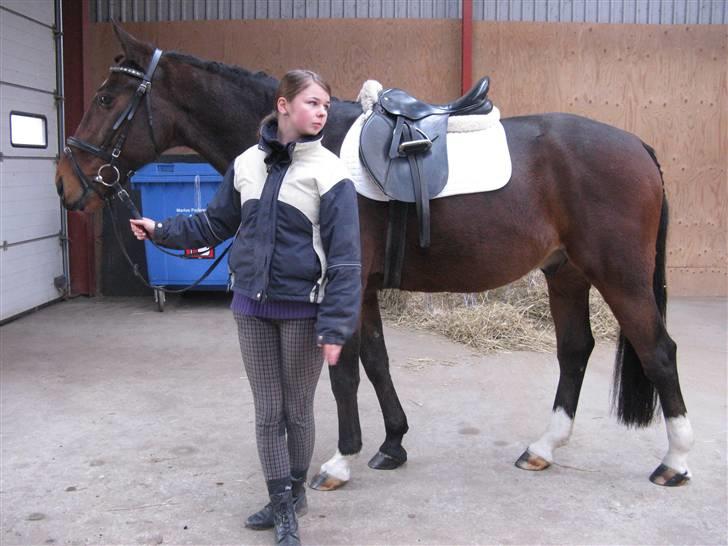 Traver Discovery - Anni holder Discovery inden dressurstævne d. 1/11-08 billede 7
