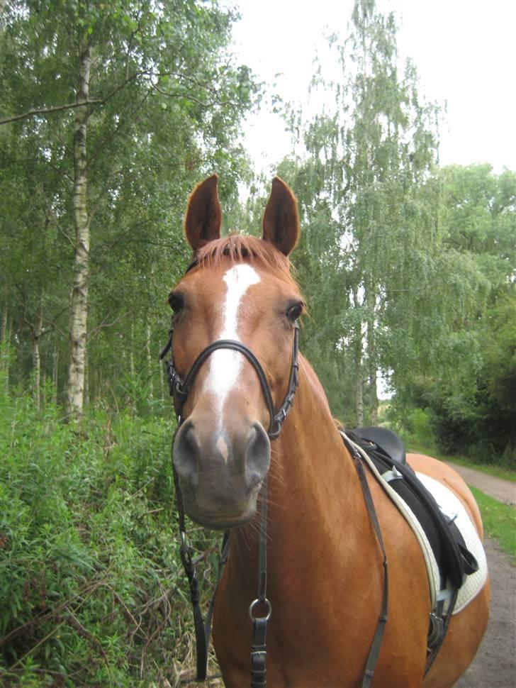 Anden særlig race amigo billede 17