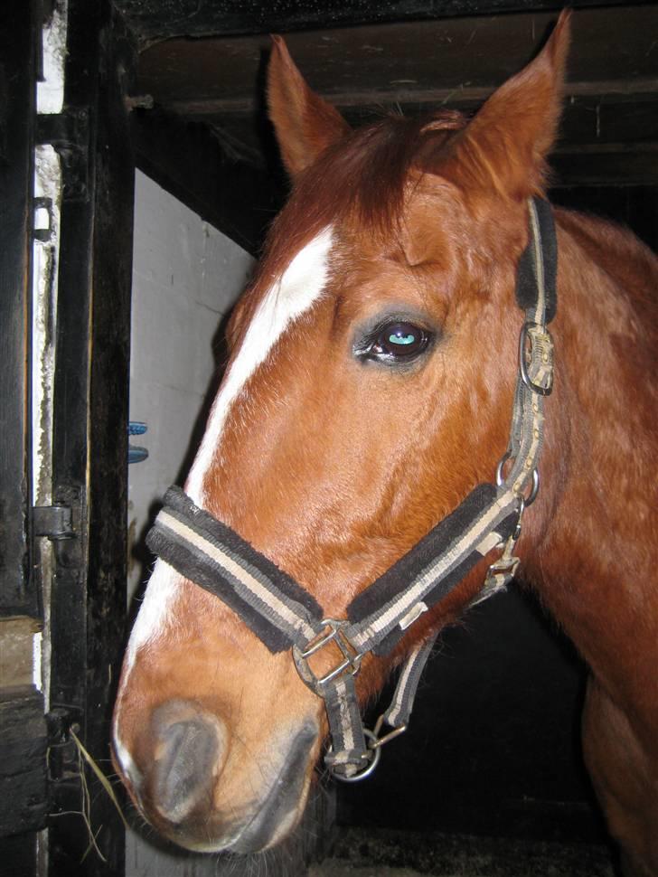 Anden særlig race amigo billede 18