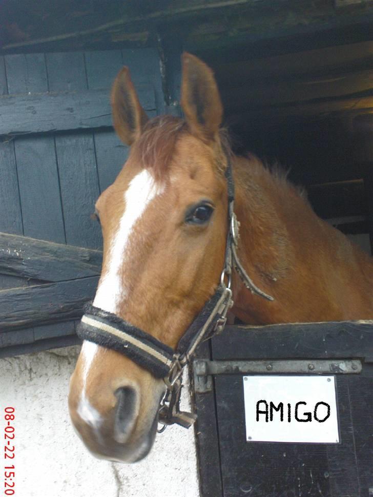 Anden særlig race amigo billede 19