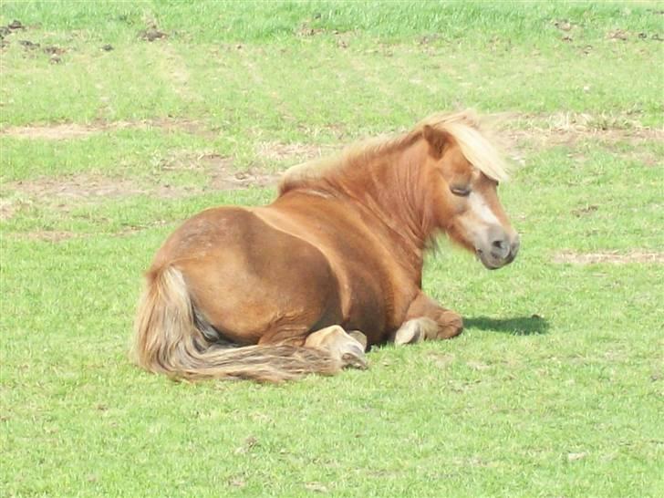 Shetlænder Fanny  - 15#  Hun er så sød :-) Foto: JGM. 2009. billede 15