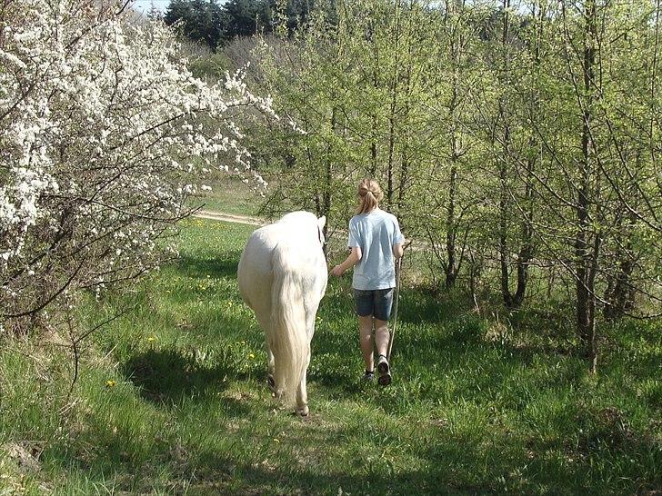 Welsh Pony (sec B) Kruchovs Dondey billede 13