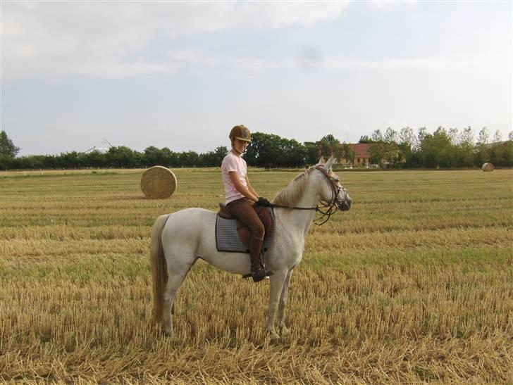Anden særlig race Flicka  - Sommer med Flicka billede 3