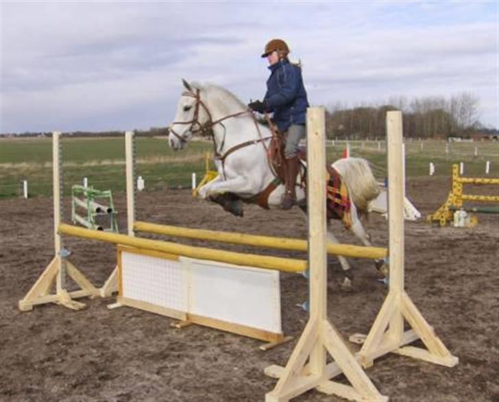 Anden særlig race Flicka  - Sabrina og Flicka hjemme billede 7