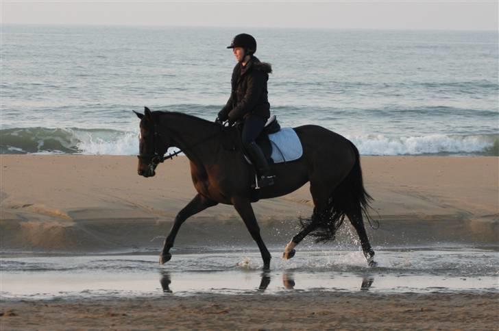 Hollandsk Varmblod Wild Rose - Solgt billede 5