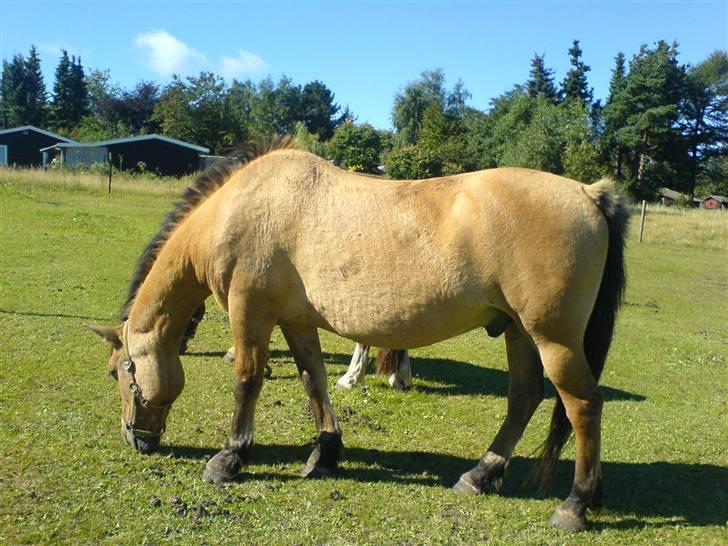 Anden særlig race Teddy (part) - på sommer fold billede 1