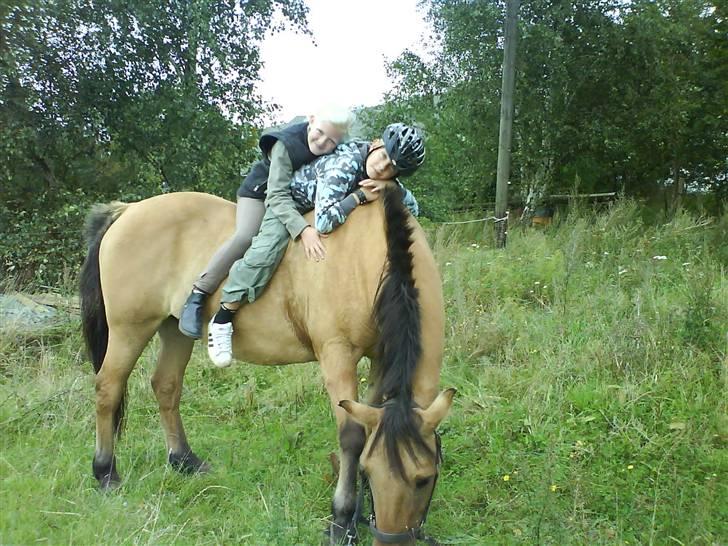 Anden særlig race Teddy (part) - teddy drengen billede 3