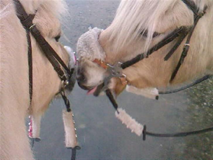 Fjordhest Mulle (SAVNET) - *18* Iben skal også smage xD billede 18