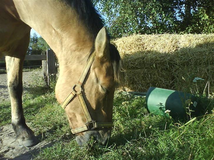 Anden særlig race Teddy (part) - solen er skarp billede 4