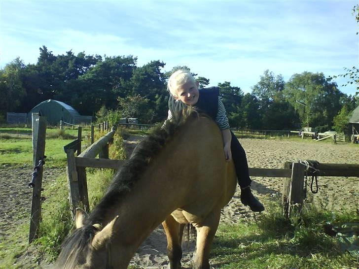 Anden særlig race Teddy (part) - hej hej.) billede 5