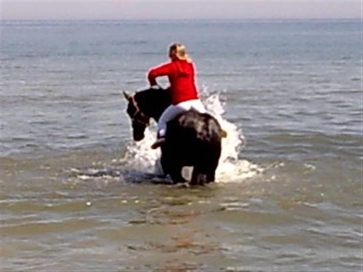 Ungarnsk Varmblod  bad boy - Ude og bade på stranden .. det sys han bare er så skønt.. og det er jo bare super sjovt når man kan gøre alle de andre rigtig våde :) billede 19