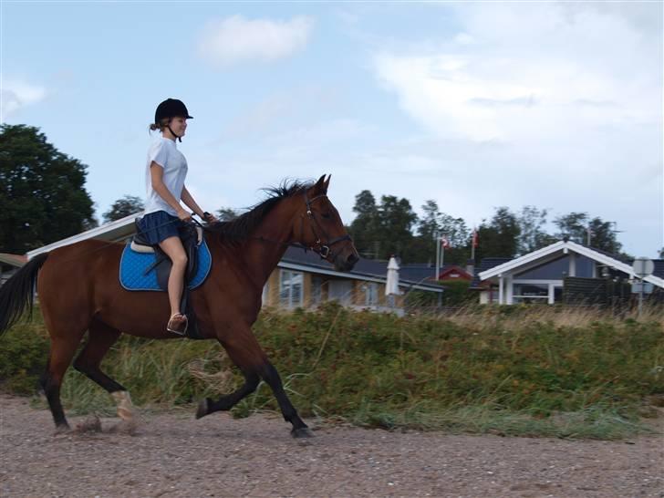 Traver Jelly Bean - galop på stranden sommeren 2009 (: <3 billede 9