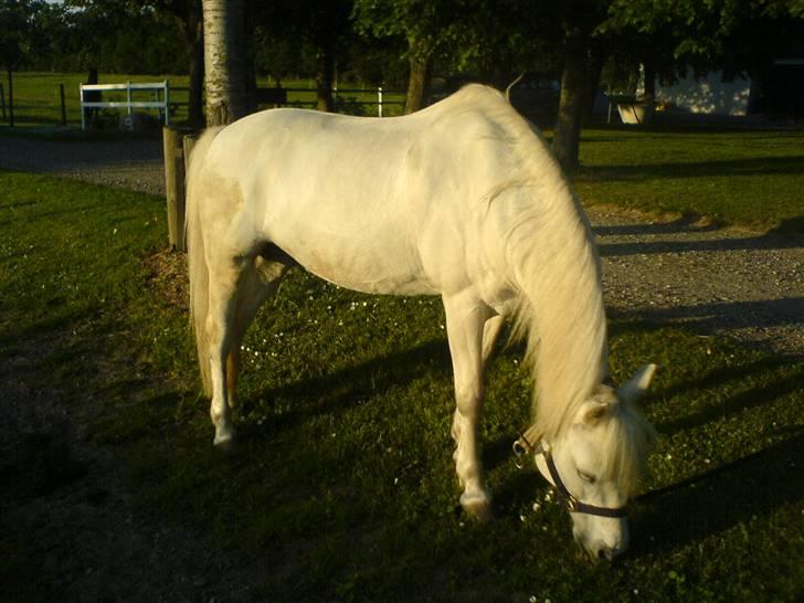 Anden særlig race Funny  <3  - Vi går lige en tur :] <3  billede 4