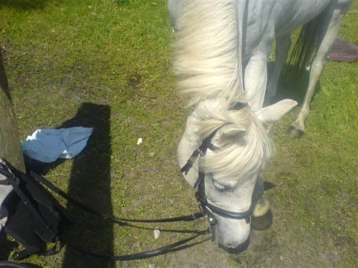 Anden særlig race Funny  <3  - Ved Store Øksø xD <3  billede 5