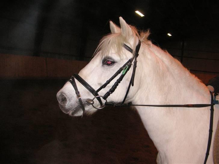 Anden særlig race Funny  <3  - Dressurtræning <3  billede 6