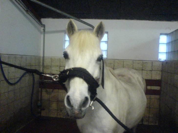 Anden særlig race Funny  <3  - Her ser han mega cute ud på :) <3  billede 11