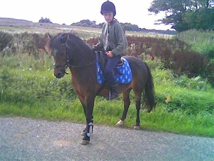 Dartmoor Amalie Ronda Chili solgt - Tobias på Chili det er pigerne´s store bror billede 7