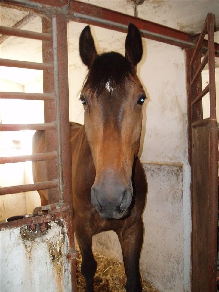 Dansk Varmblod Lillemand(Leander Divine) - Lillemand foråret ´07 billede 1