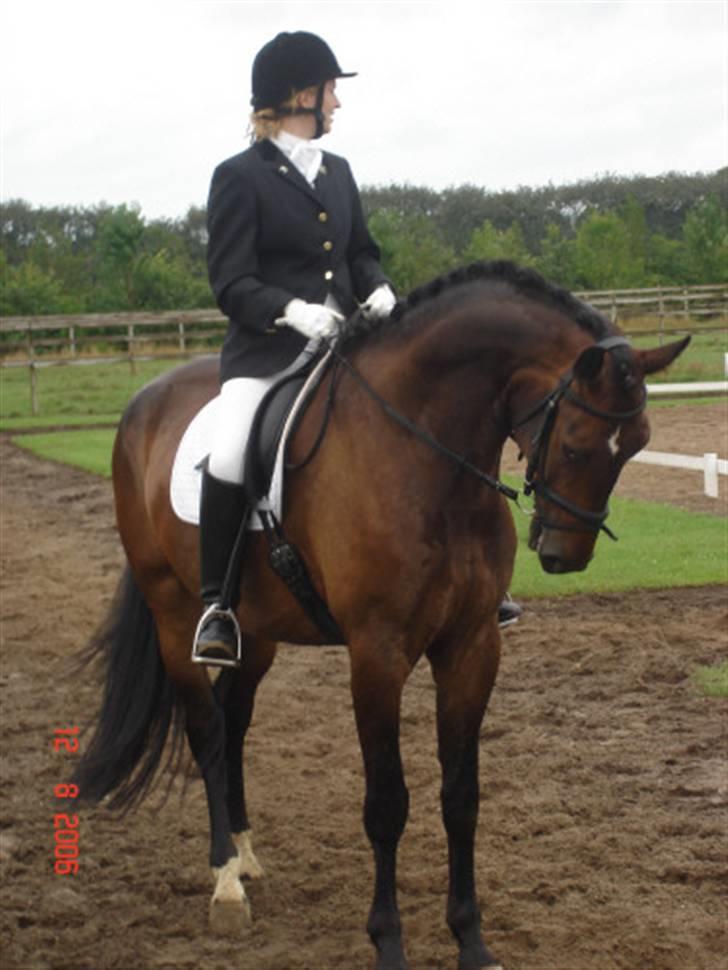 Dansk Varmblod Lillemand(Leander Divine) - Tørring ´06 billede 3