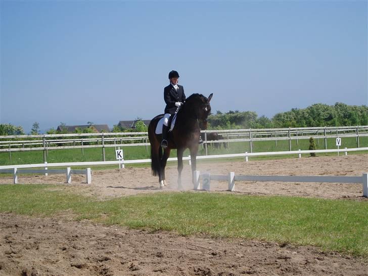 Dansk Varmblod Lillemand(Leander Divine) - Lillemand også i Tørring ´06 billede 4