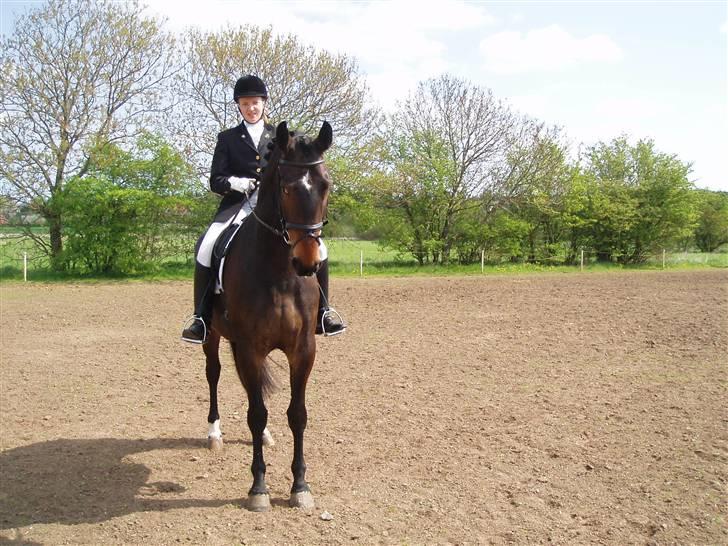 Dansk Varmblod Lillemand(Leander Divine) - Vores første stævne af alle Langå ´06 billede 5