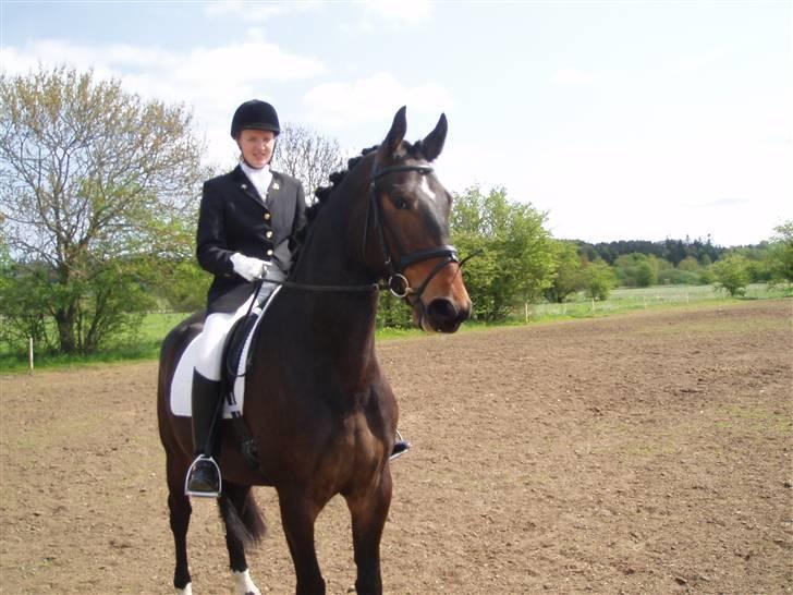 Dansk Varmblod Lillemand(Leander Divine) - Langå ´06 billede 6