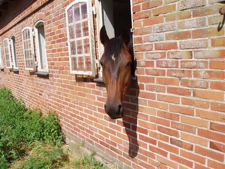 Dansk Varmblod Lillemand(Leander Divine) - Lillemand foråret ´07 billede 7