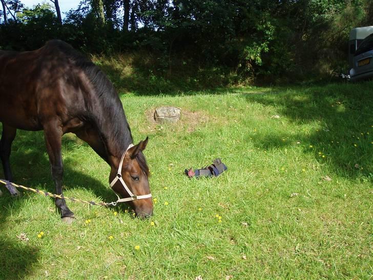 Dansk Varmblod Lillemand(Leander Divine) - Lillemand sommeren ´05 billede 8