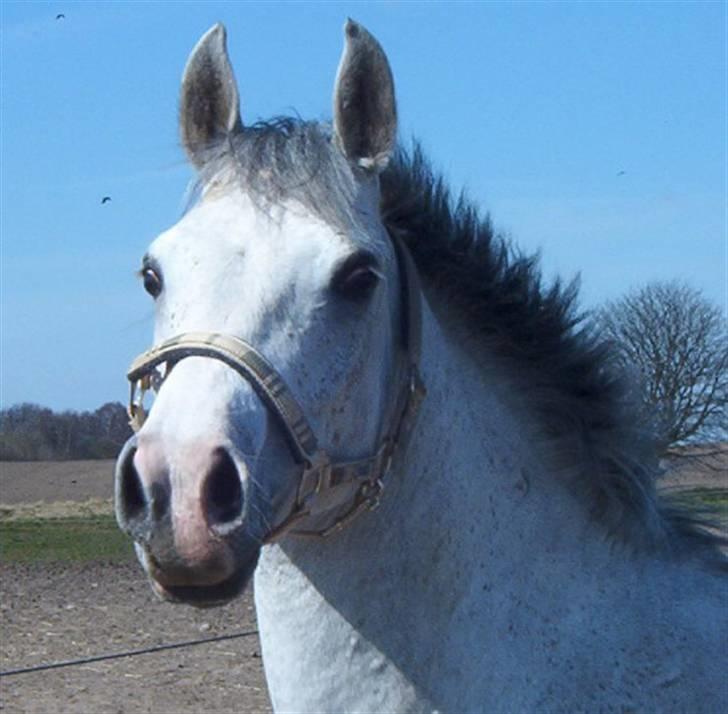 Arabisk fuldblod (OX) Silas - Silas billede 1