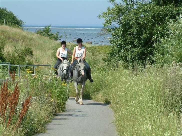 Arabisk fuldblod (OX) Silas - Distance stævne på Djursland billede 2