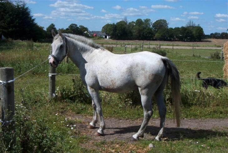 Arabisk fuldblod (OX) Silas - Silas billede 3