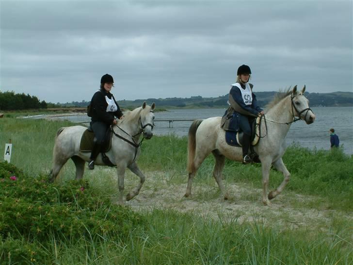 Arabisk fuldblod (OX) Silas - Distance stævne på Mols billede 4