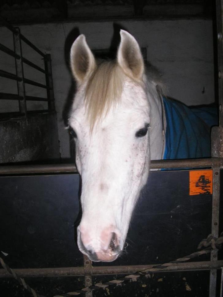 Arabisk fuldblod (OX) Silas - Silas billede 5