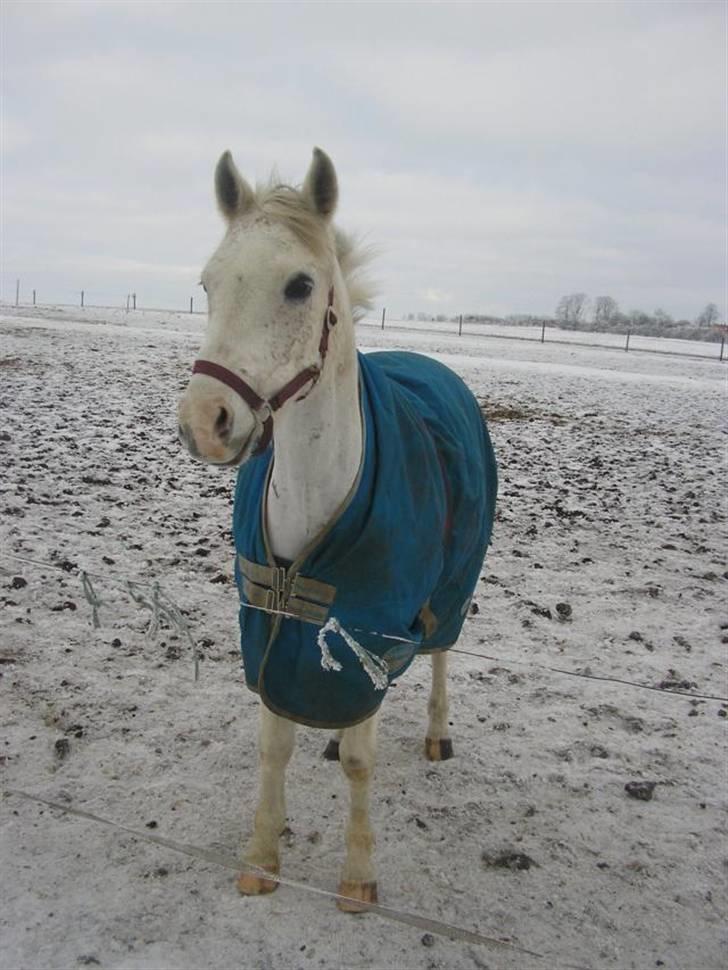 Arabisk fuldblod (OX) Silas - Silas billede 6