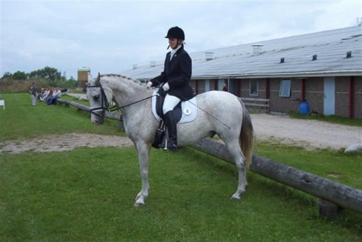 Arabisk fuldblod (OX) Silas - Araber stævne Lykkeshøj billede 7