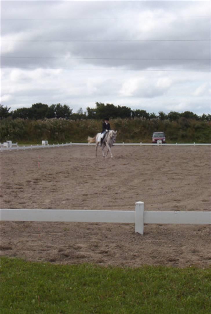 Arabisk fuldblod (OX) Silas - Araber stævne Lykkeshøj billede 8