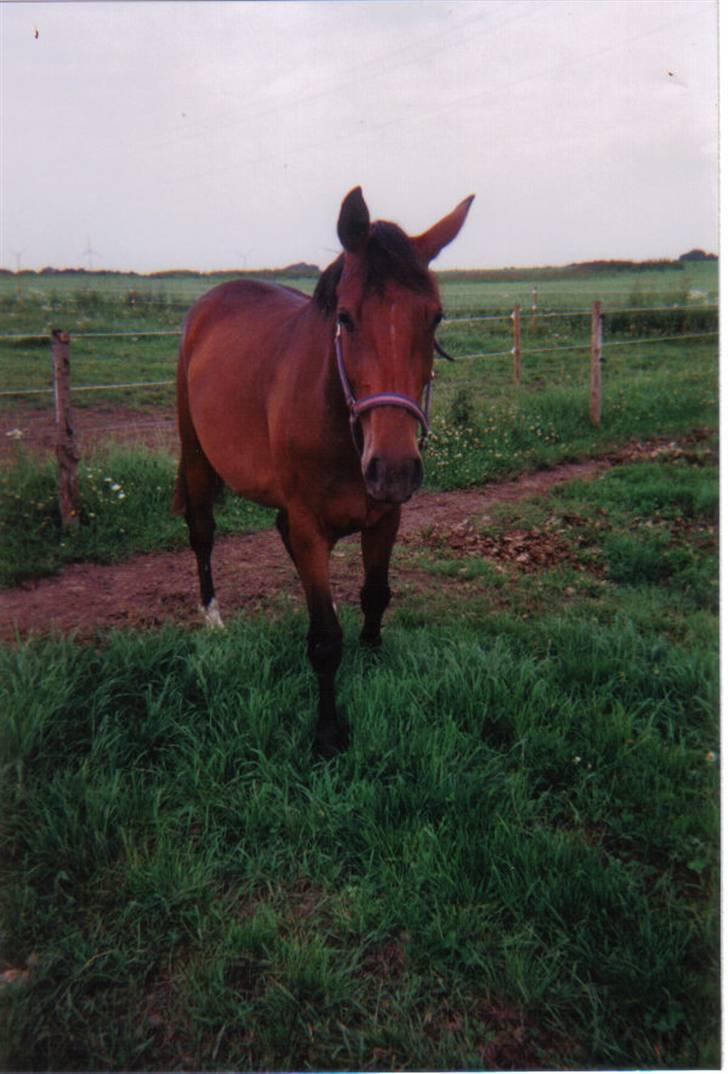 Dansk Varmblod Farmers Hannah - hannah ´99 billede 2