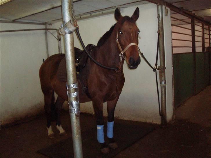 Dansk Varmblod Farmers Hannah - hannah lidt som ridehest billede 3