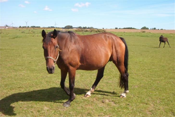 Dansk Varmblod Farmers Hannah - Hannah billede 4