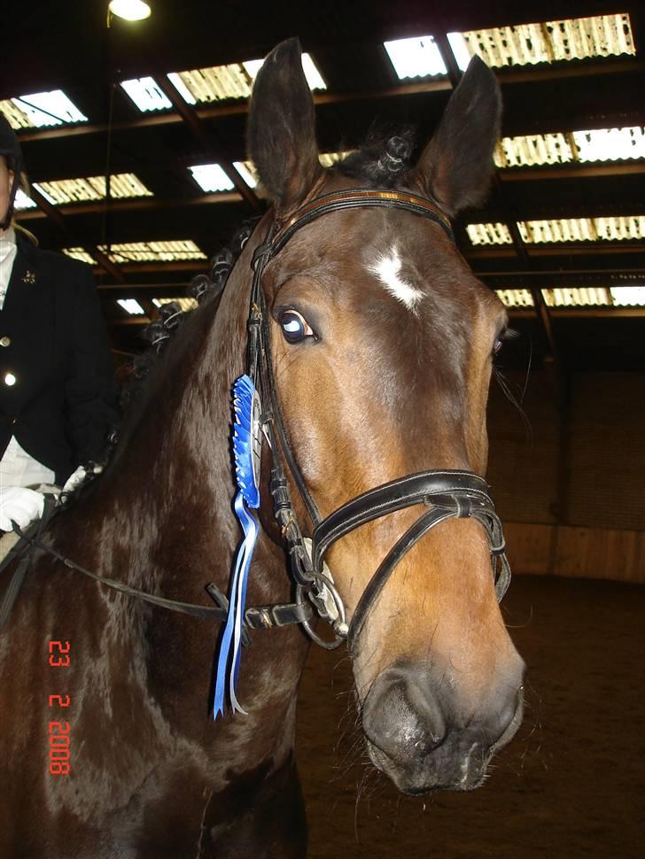 Dansk Varmblod Lillemand(Leander Divine) - Lillemands første stævne efter vores pause, Februar ´08 billede 9