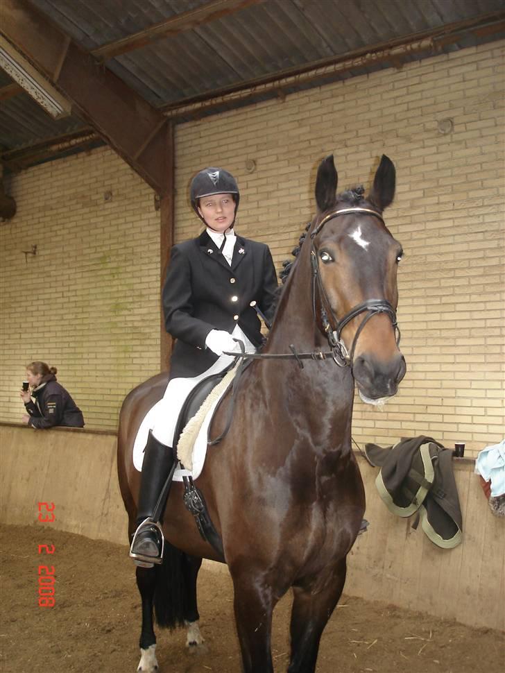 Dansk Varmblod Lillemand(Leander Divine) - Februar ´08 billede 10