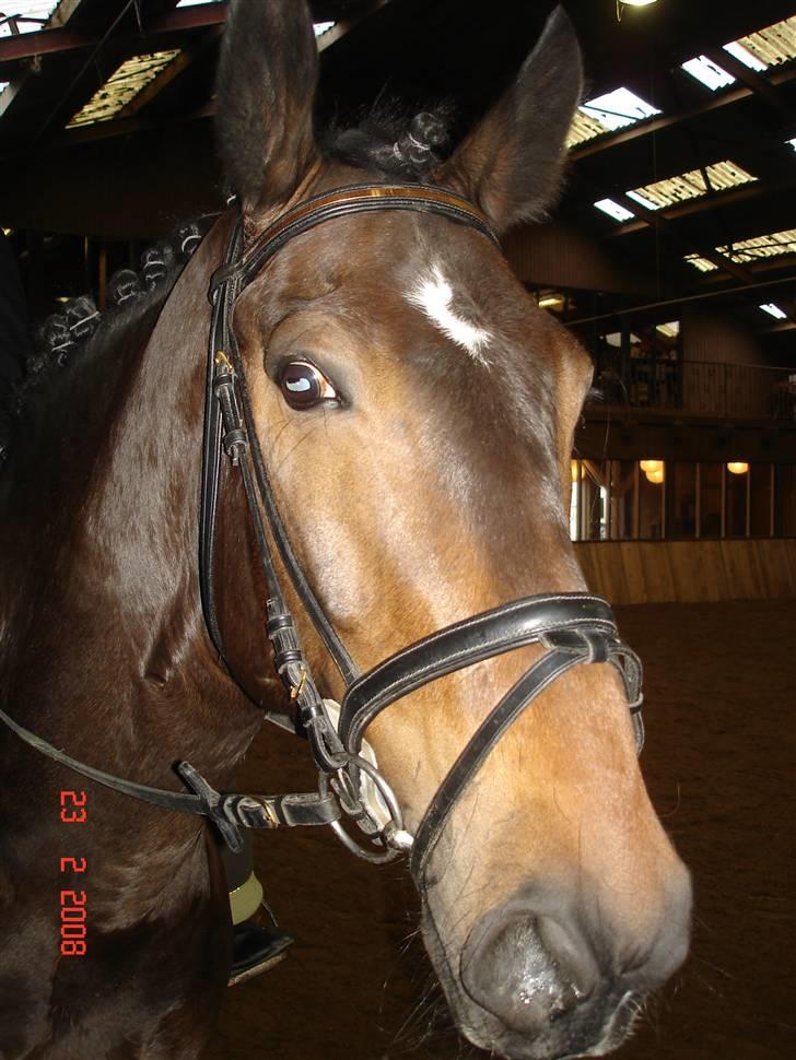 Dansk Varmblod Lillemand(Leander Divine) - Februar ´08 billede 11