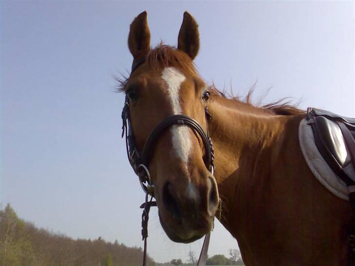 Anden særlig race amigo billede 20