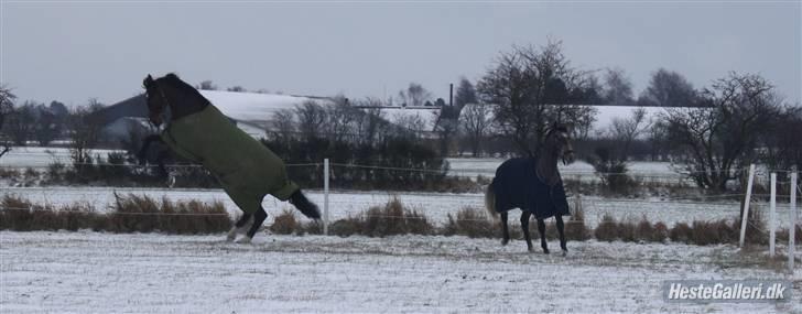 Pinto Araber XXX Couture  - Snebilleder foto: Katrine billede 19