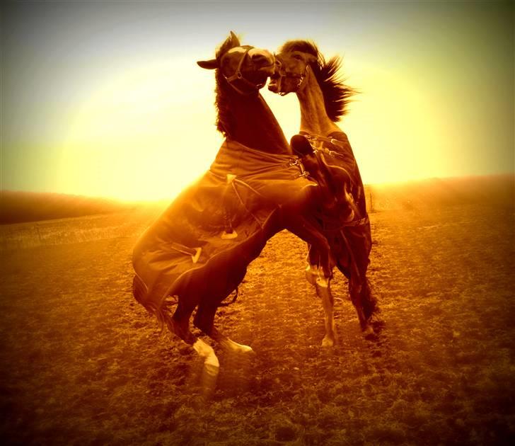 Sportsaraber (A) min smukke Joy  pynter på himmelen nu - Joy med felix - bedste lege kammerater!:D billede 5