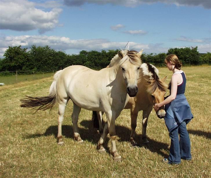 Fjordhest Speedy billede 10