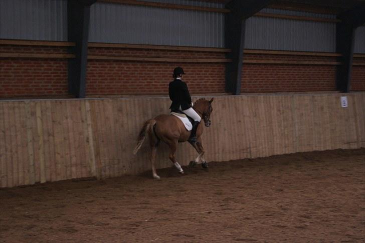 Welsh Pony af Cob-type (sec C) Leurhoeve's Justin  - 9# jeg elsker dig<33 stævne på svankjær (: billede 9