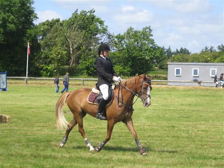 Welsh Pony af Cob-type (sec C) Leurhoeve's Justin  - 10# Stævne på thyholm :D billede 10